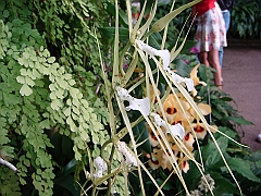 393 Longwood Gardens [2008 August 23]